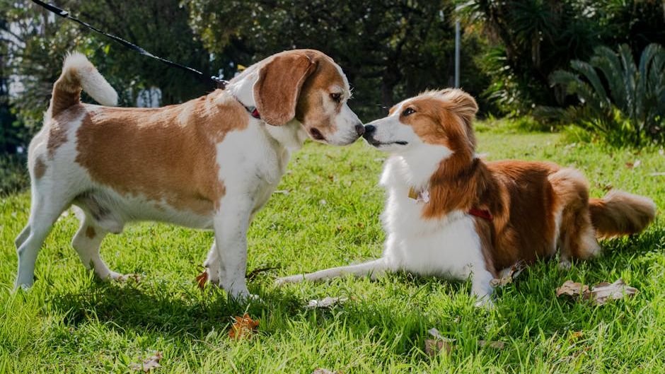 The Way Your Dog Greets You Says More Than You Think