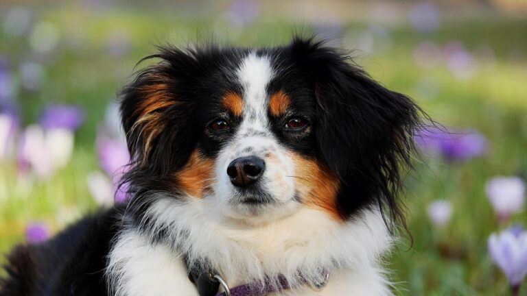 Your Dog's Gut Health Is the Key to Their Overall Well-being