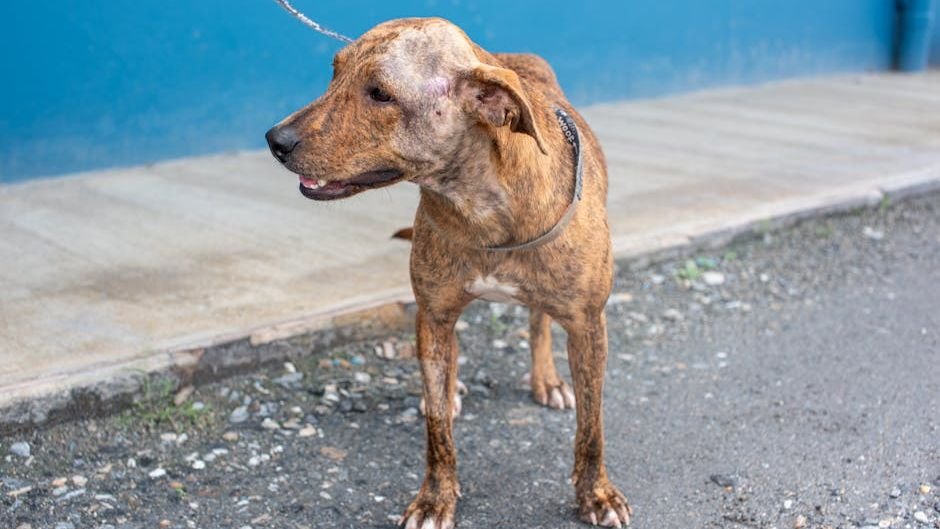 From Parking Lot Heartbreak to Chunky Beach Joy: Pablo's Stunning Rescue Transformation