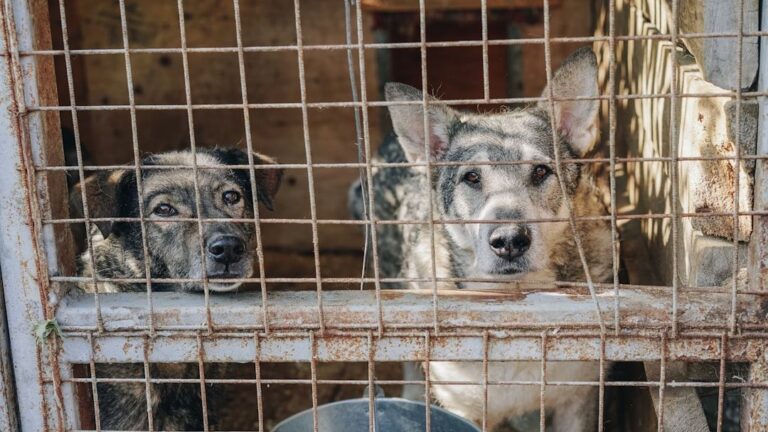 Meet the NYers saving hundreds of adorable dogs from ending up on the menu
