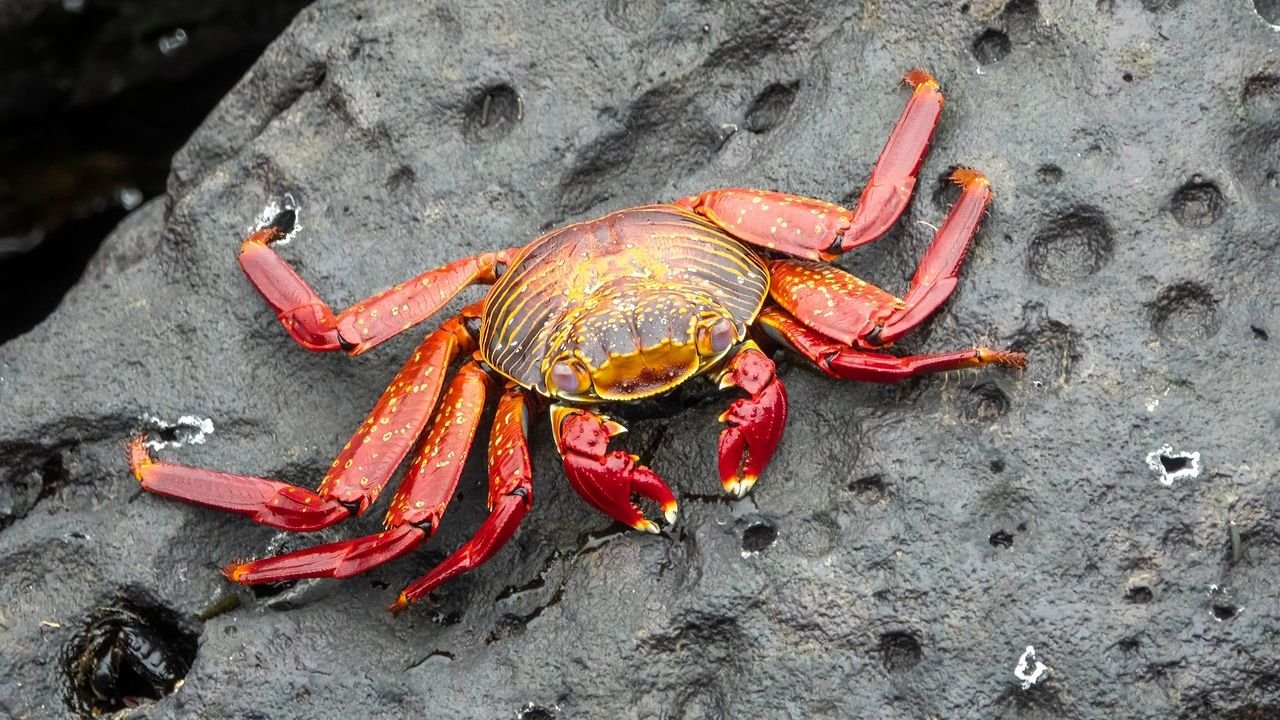 Call for crabbing to stop as creatures 'feel pain'
