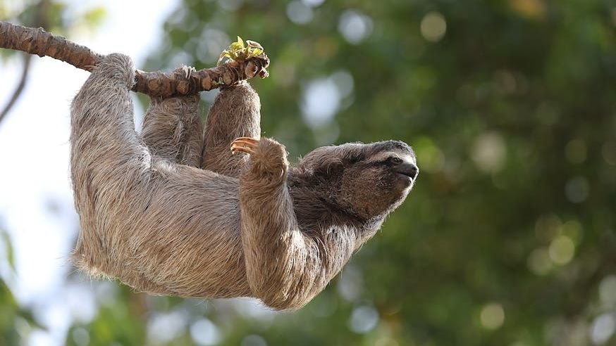 Thirty-one sloths die in Florida before opening of attraction
