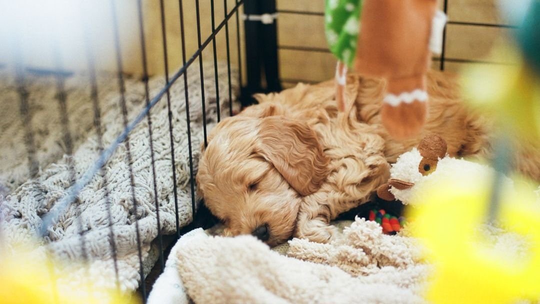 'Horrible Hundred' report reveals dogs languishing in filthy conditions at puppy mills