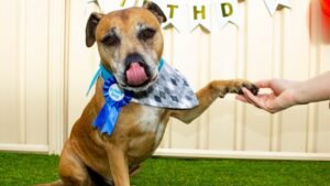 Street Dog Who Survived Attack Celebrates Adoption