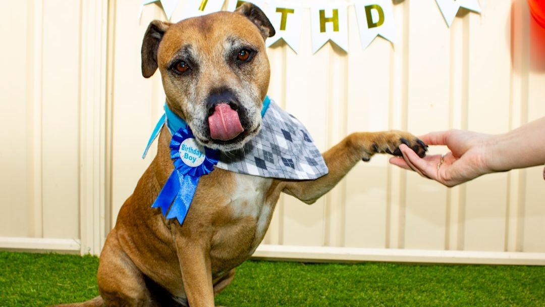 Street Dog Who Survived Attack Celebrates Adoption