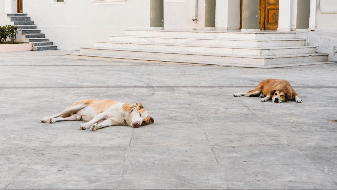 21 dogs found dead or neglected in New Mexico home