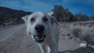 Tips for protecting your pet against pollen and smoke