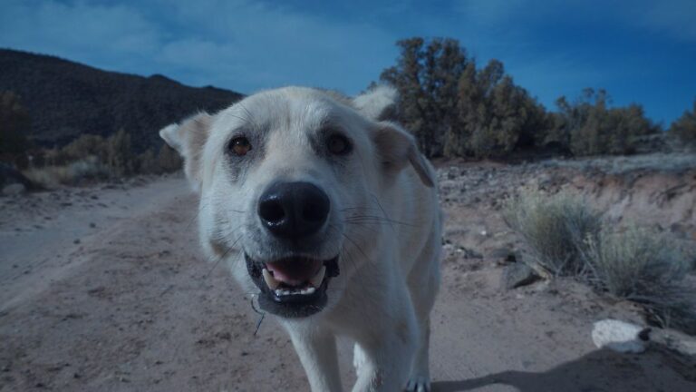 Tips for protecting your pet against pollen and smoke