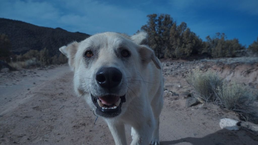 Tips for protecting your pet against pollen and smoke