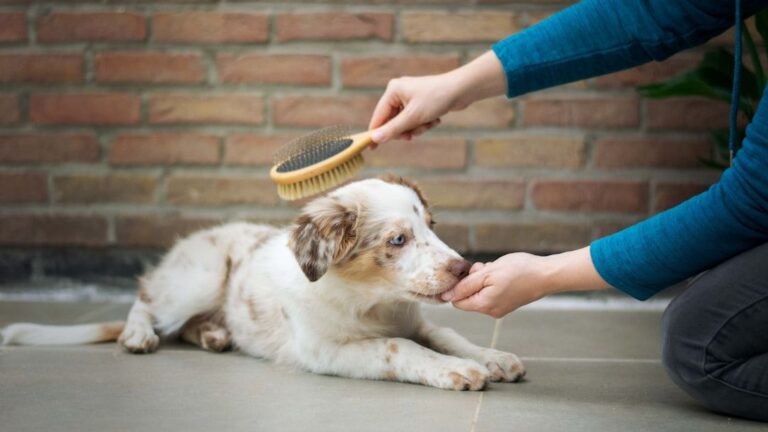 6 smart tips for training a new puppy or dog