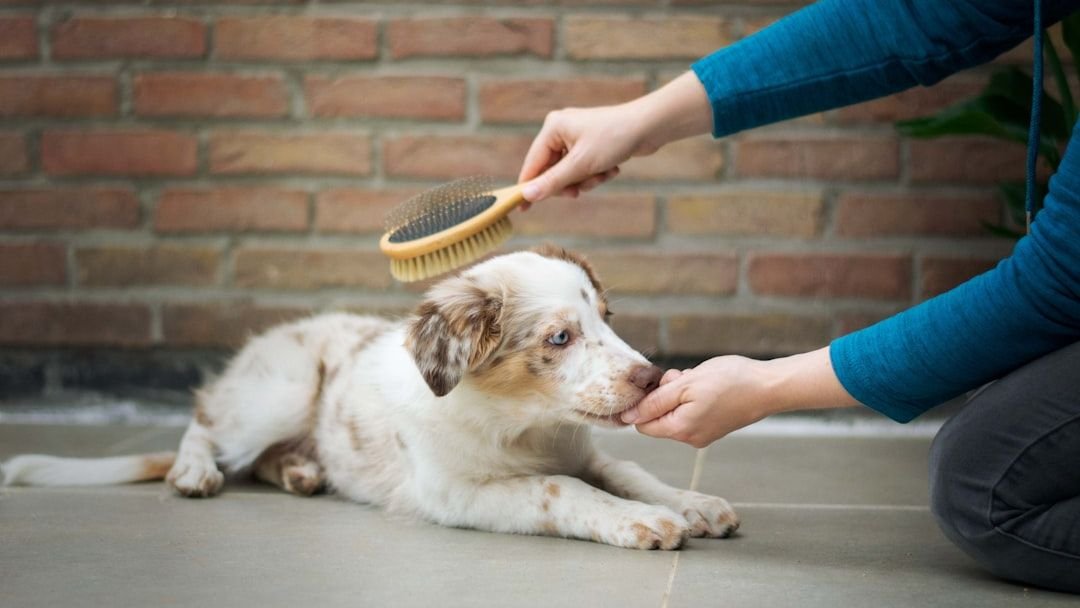 6 smart tips for training a new puppy or dog