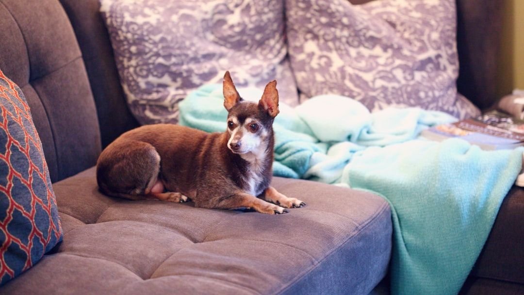 Just Adopted a Rescue Dog? 8 Expert Tips to Help Them Thrive in the First 30 Days