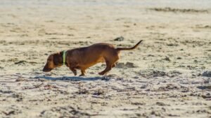 The Complete Guide to Dog Exercise (By Breed, Age & Type)