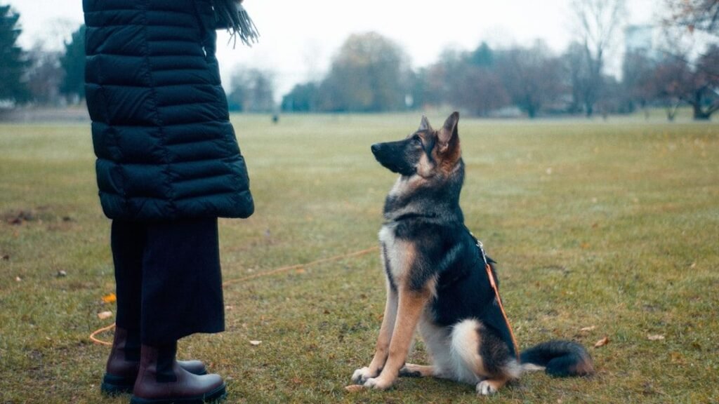 How to stay consistent in your dog training