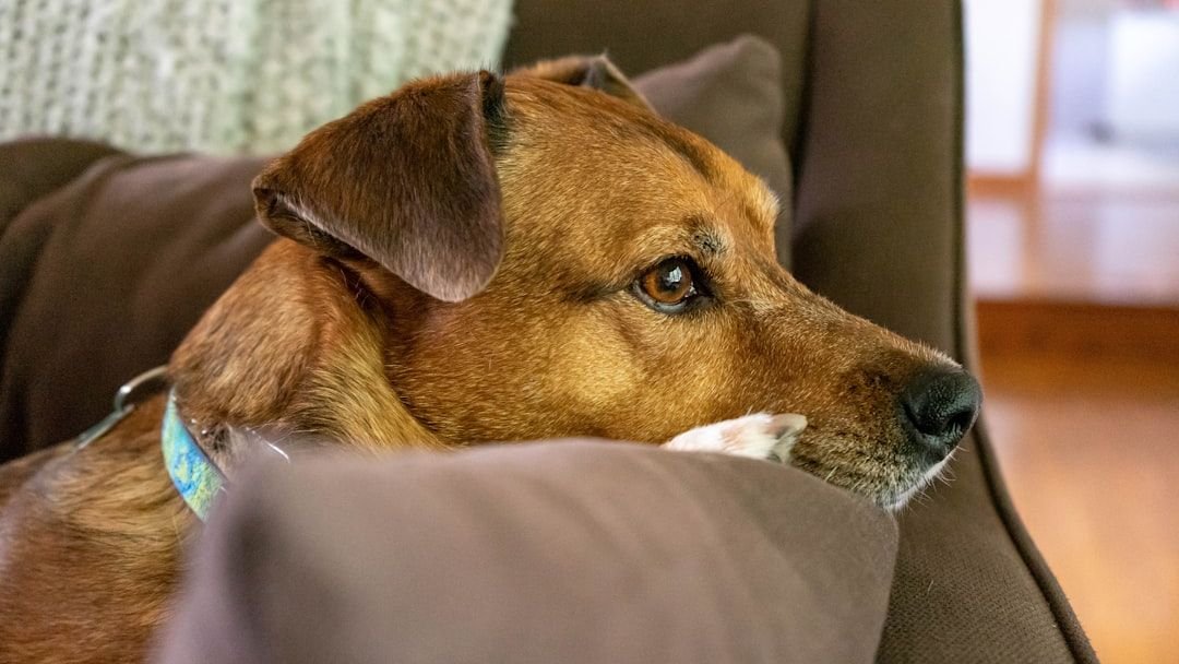 What is dog TV and how can it affect your pet?