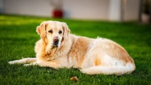 11 Signs Your Dog Feels Secure (And 3 That Show Doubt)