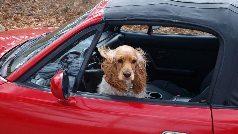 Your Dog's Dream Vacation: 7 Pet-Friendly Destinations Across the U.S.