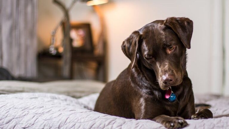 10 Funny Ways Dogs React to Daily Life