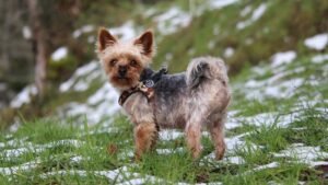 11 Dog Breeds That Can't Handle Michigan Winters (And 5 That Love the Cold)