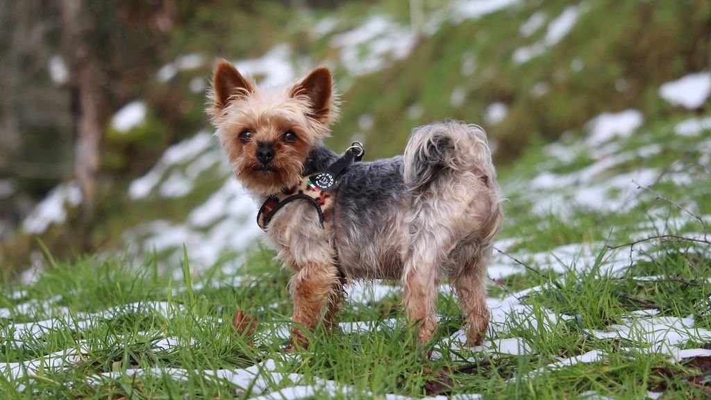 11 Dog Breeds That Can't Handle Michigan Winters (And 5 That Love the Cold)