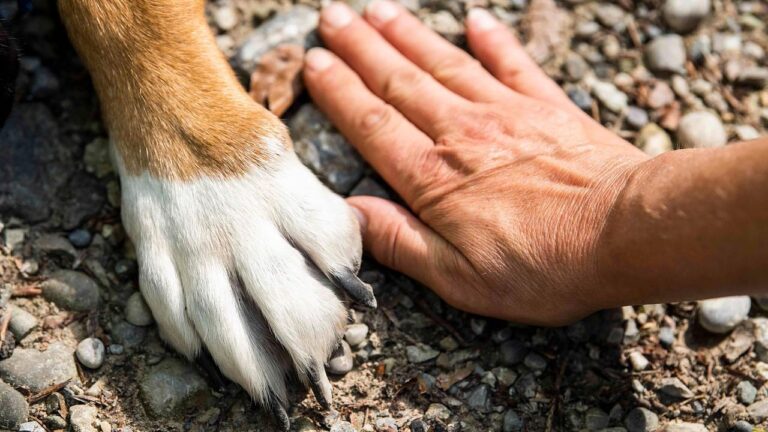 How to Keep Your Dog's Paws Cool in Summer