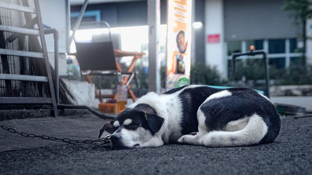 Blakeman signs law to limit dog tethering -- and bad NY pet owners could face jail