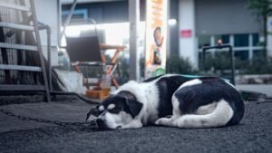 Blakeman signs law to limit dog tethering -- and bad NY pet owners could face jail