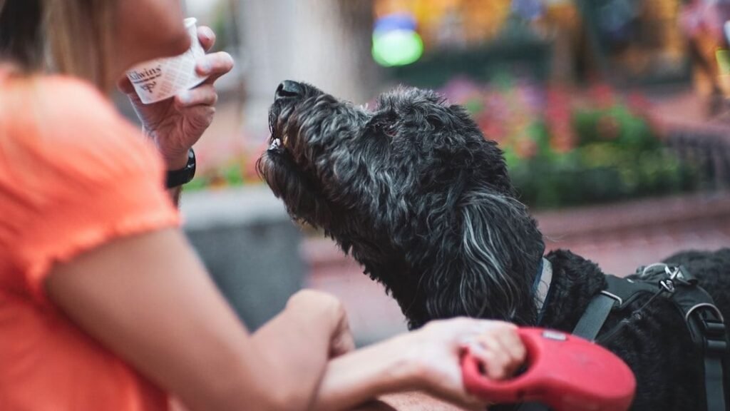 Service Dogs Perform Tasks Akin To Human Caregivers, Researchers Say