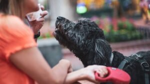 Service Dogs Perform Tasks Akin To Human Caregivers, Researchers Say