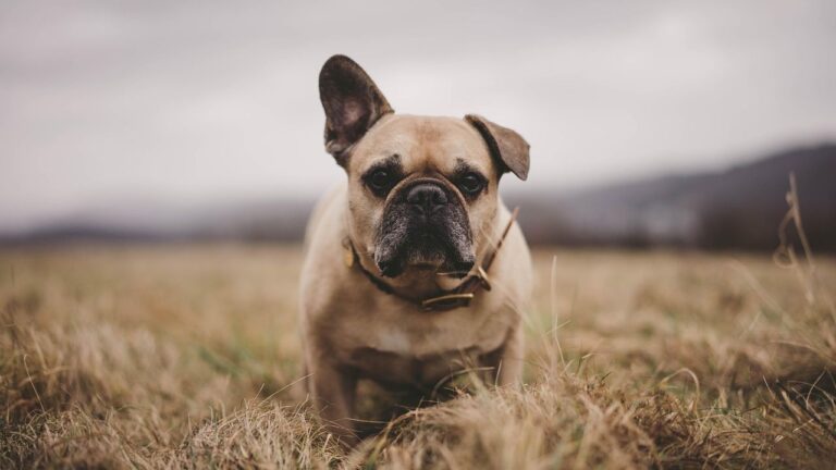 No new champ, but these dog breeds are rising in popularity