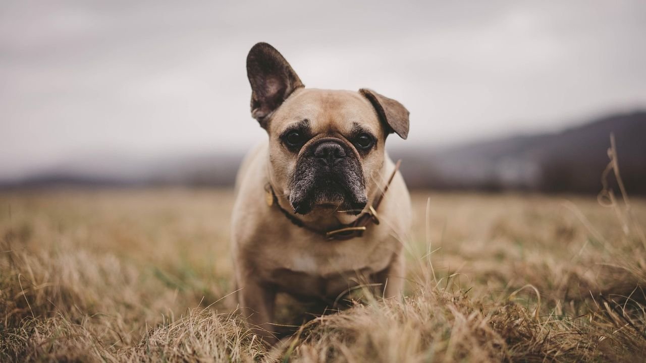 No new champ, but these dog breeds are rising in popularity