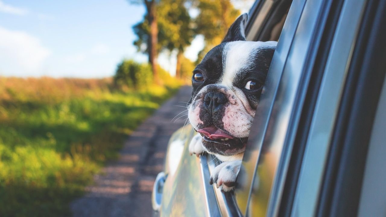 10 Ways to Help Your Dog Manage a Florida Summer