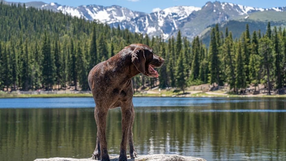 10 Best (and Worst) States for Your Pet's Health