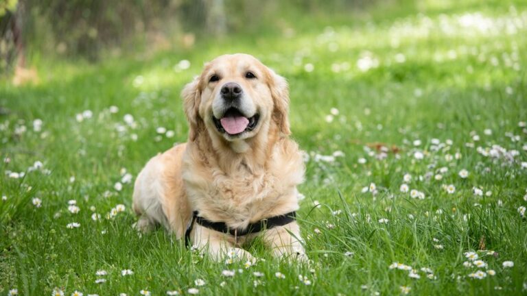 12 Dog Breeds Easiest To Housebreak