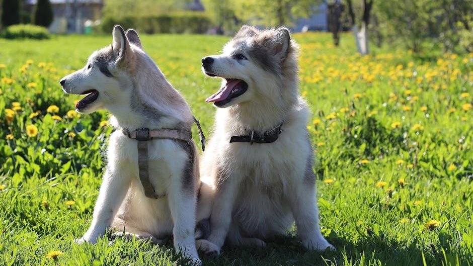 All About Alaskan Huskies: Training, Shedding, and Care