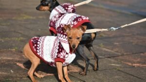 Dog Breeds That Don't Fare Well in Cold Northern States Like Maine and Minnesota