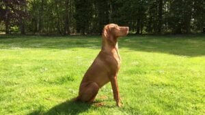 Dog Breeds That Thrive in Hot Southern States Like Florida and Texas