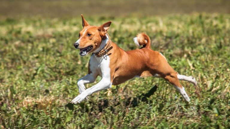 Dog Breeds That Thrive in Hot Southern States Like Florida and Texas