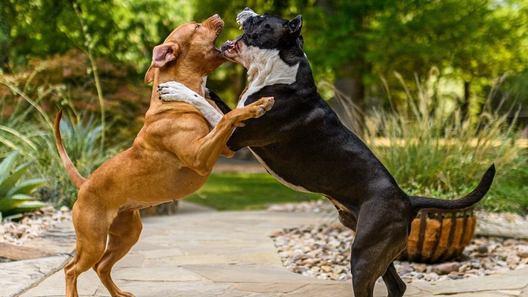 7 Things Never to Do When Confronted by An Aggressive Dog