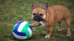8 Important Things To Keep In Mind When Keeping a French Bulldog