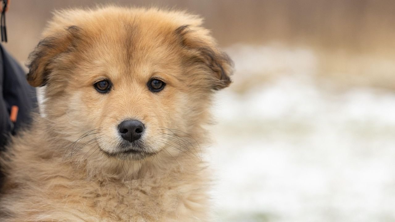 How Abandonment Shapes a Dog's Personality Forever
