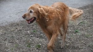 From Mangy Street Stray to Fluffiest Golden Retriever: Birdie's Jaw-Dropping Rescue