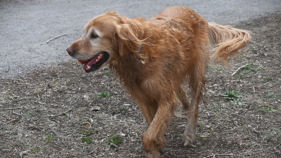 From Mangy Street Stray to Fluffiest Golden Retriever: Birdie's Jaw-Dropping Rescue