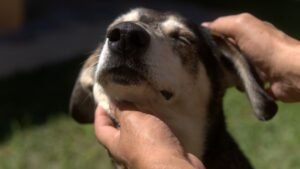 How Touch Therapy Can Rebalance a Dog's Anxiety