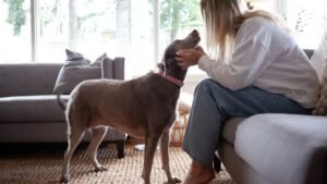 How a Dog's Love Rewires the Human Brain for Calm