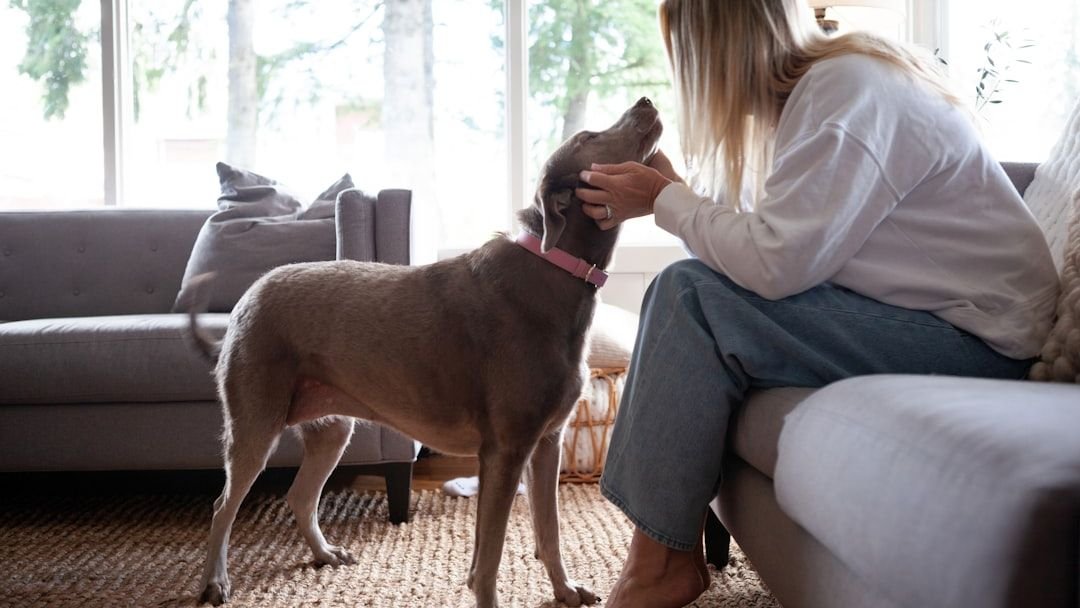 How a Dog's Love Rewires the Human Brain for Calm