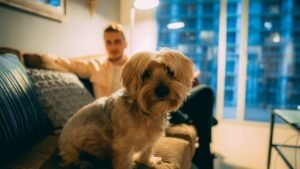 The Best Low-Maintenance Dog Breeds for Apartment Life in New York City