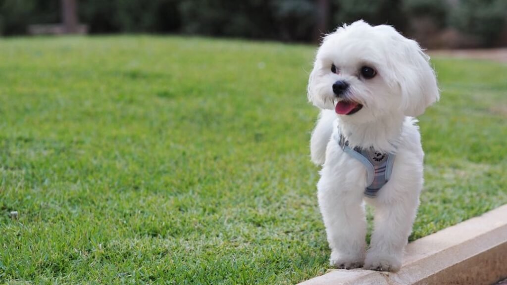 12 Gentle Dog Breeds Perfect for First-Time Senior Owners