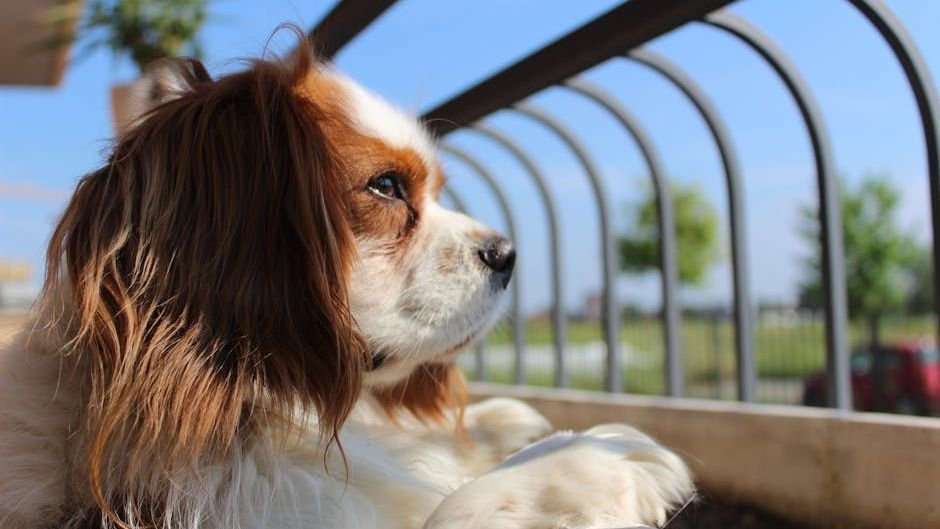 The Best Low-Maintenance Dog Breeds for Apartment Life in New York City