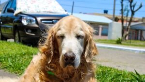 10 Dog Behaviors That Make Sense Only When You're Older